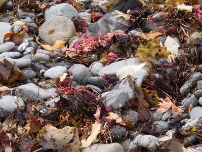 [Among the large and small smooth edged rocks is vegetation of varying colors which the ocean deposited here at high tide.]